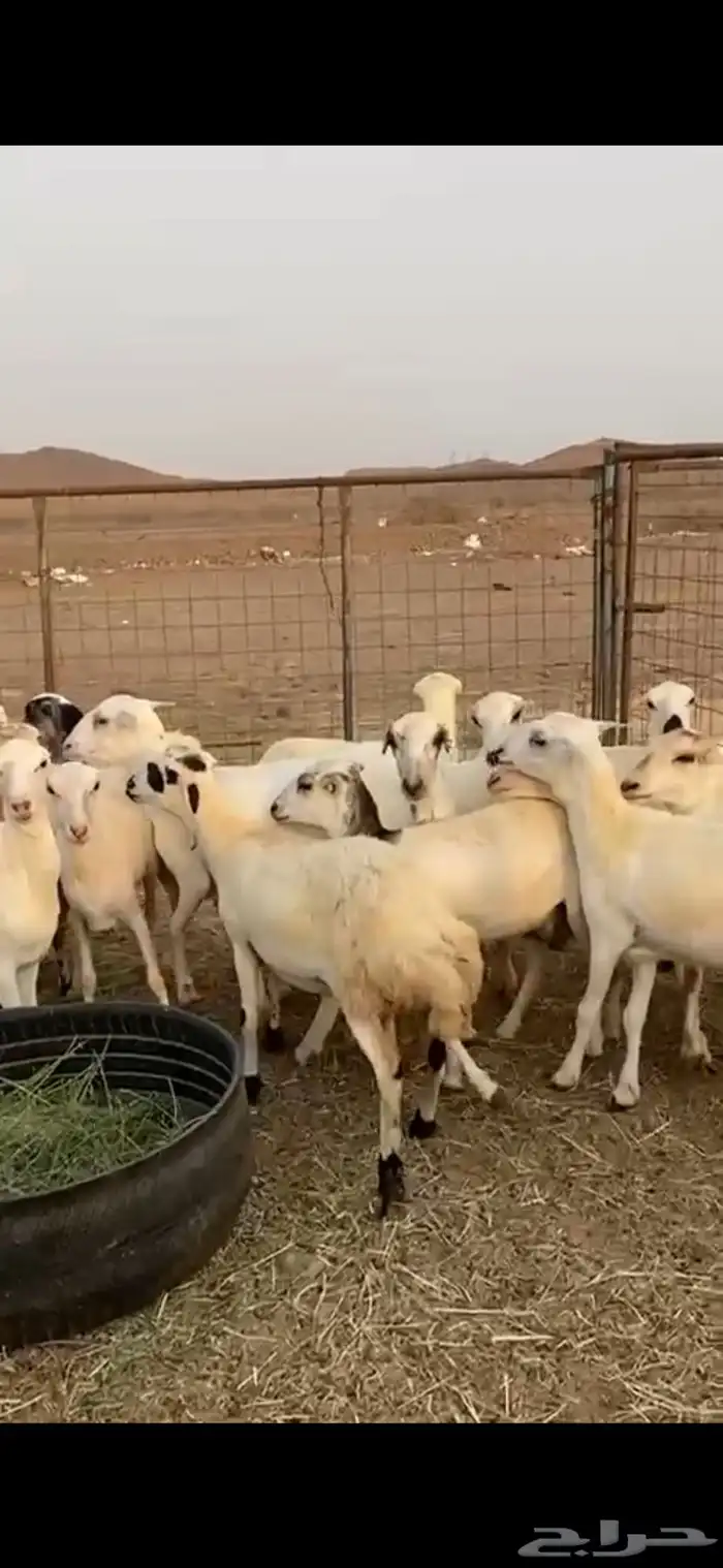 21 رخال جذعات دفيع شرط الحد 1000 1
