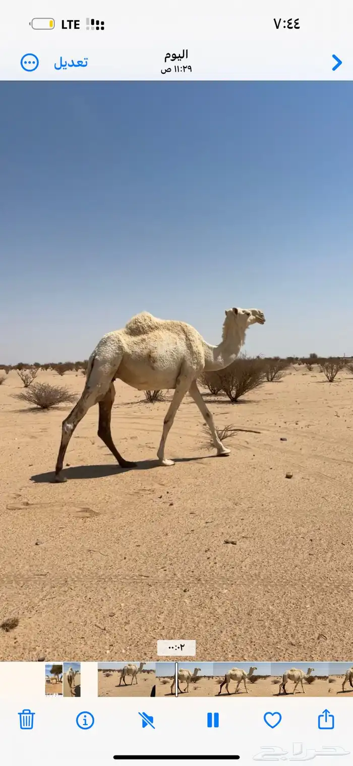 سلام عليكم بعير للبيع ومعه ناقتين 1