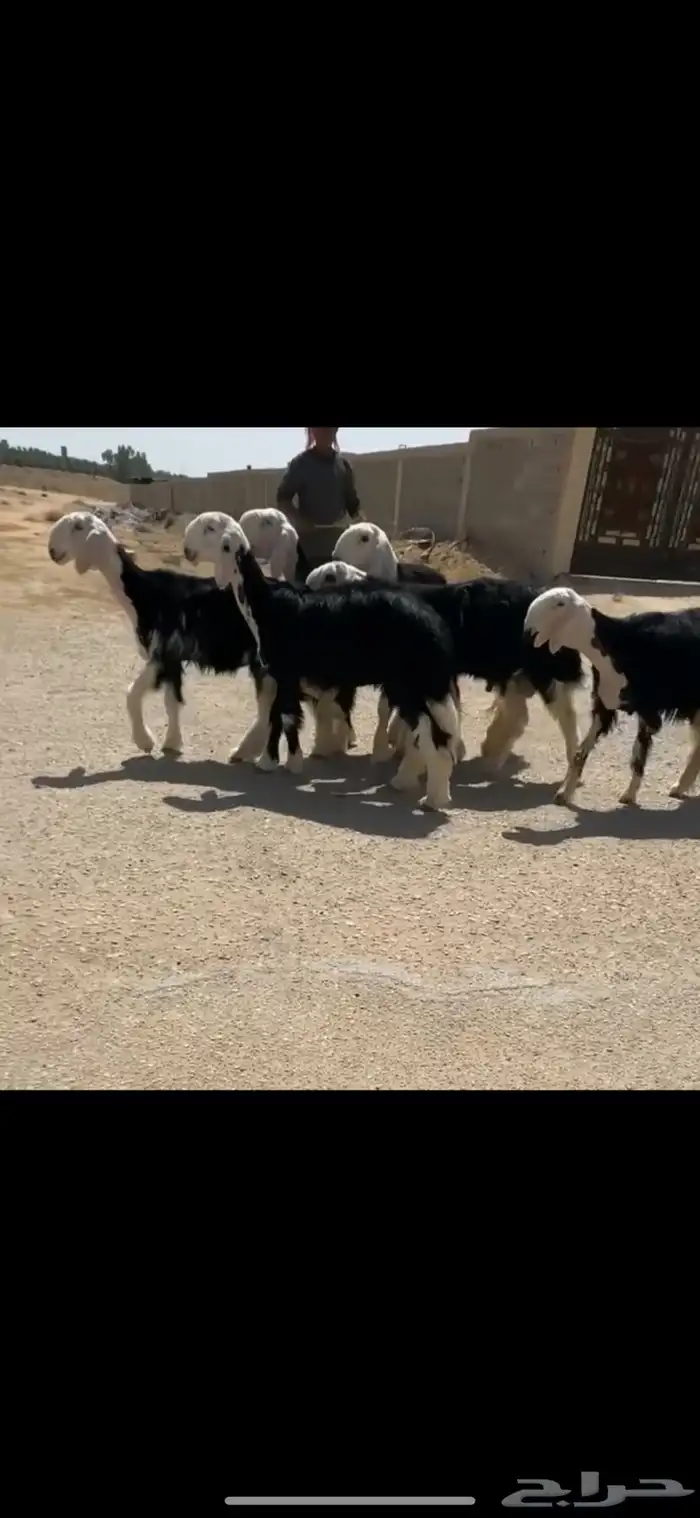 رخال نجد نوادر ( تم البيع ) 1
