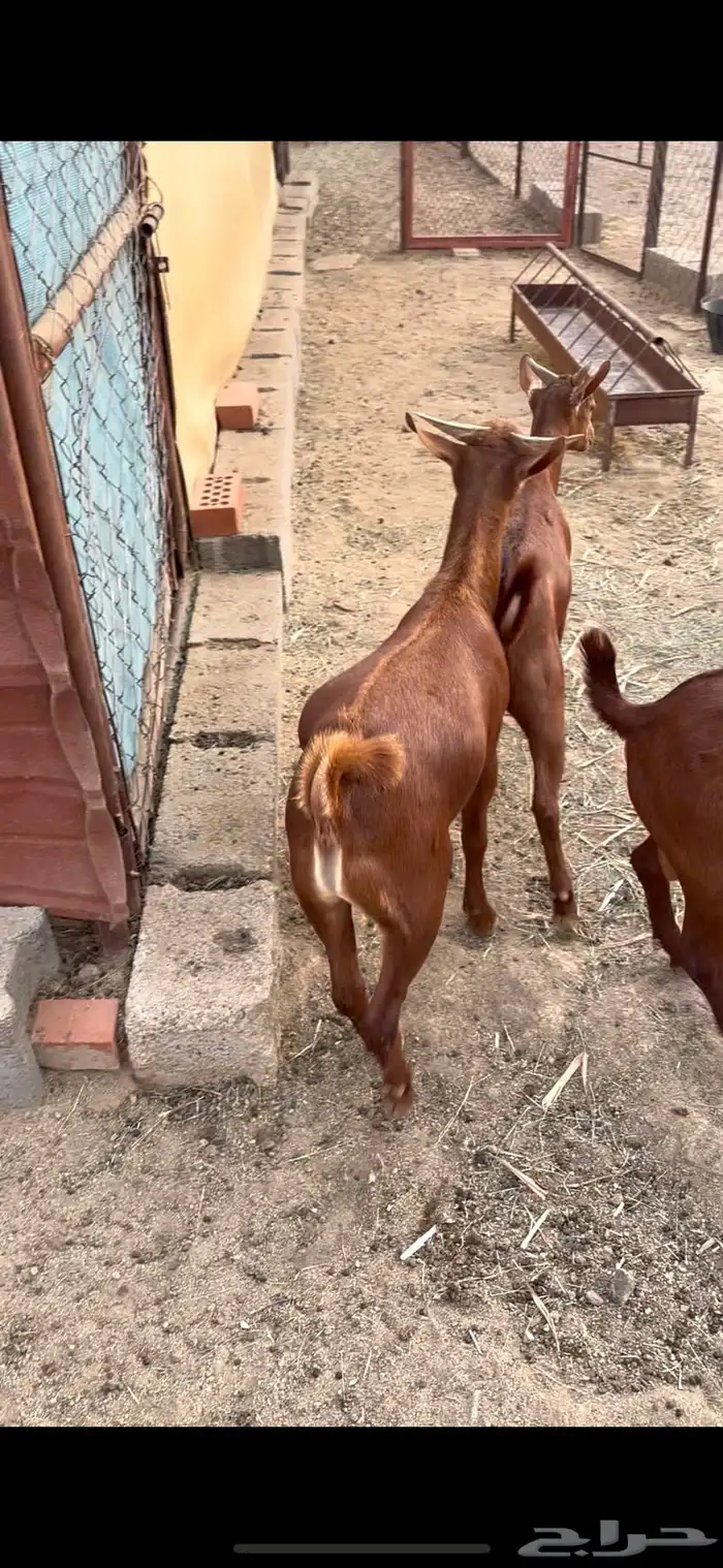 تيوس مندي ماشاء الله 2
