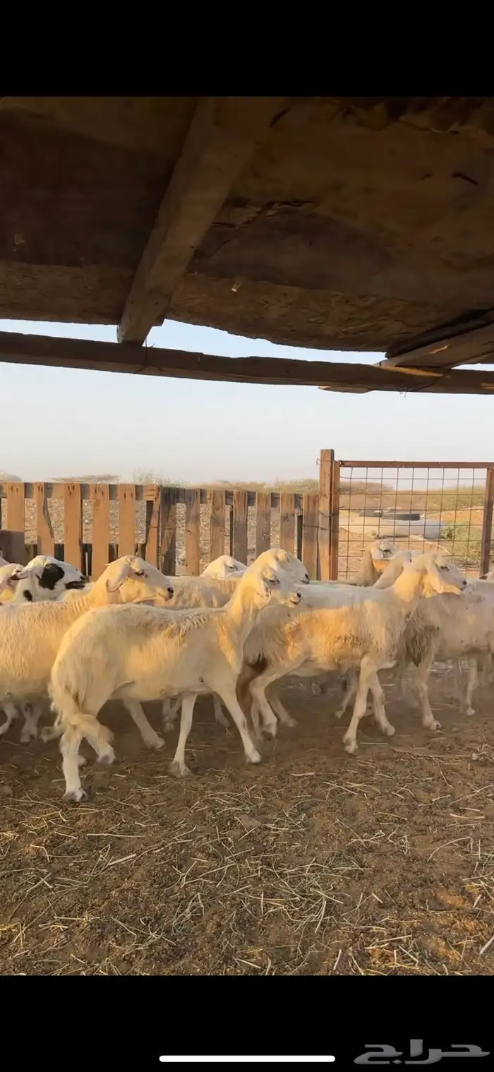 ضان حرش كفوو 0