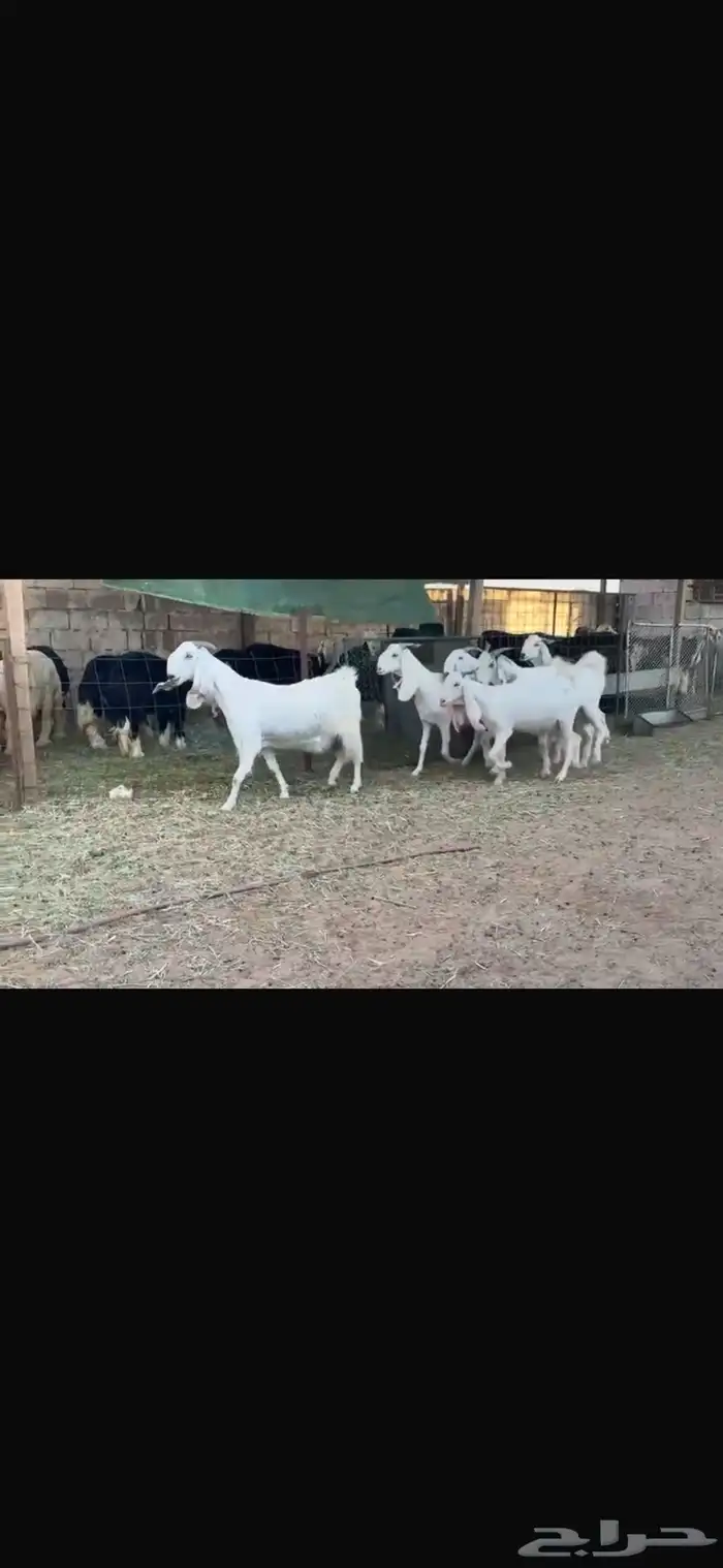 عرض بيع معز مضاريع شرط سونار 2