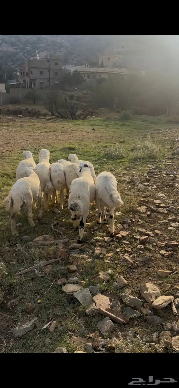 طليان فل شحم مراح واحد حلال ديره 1