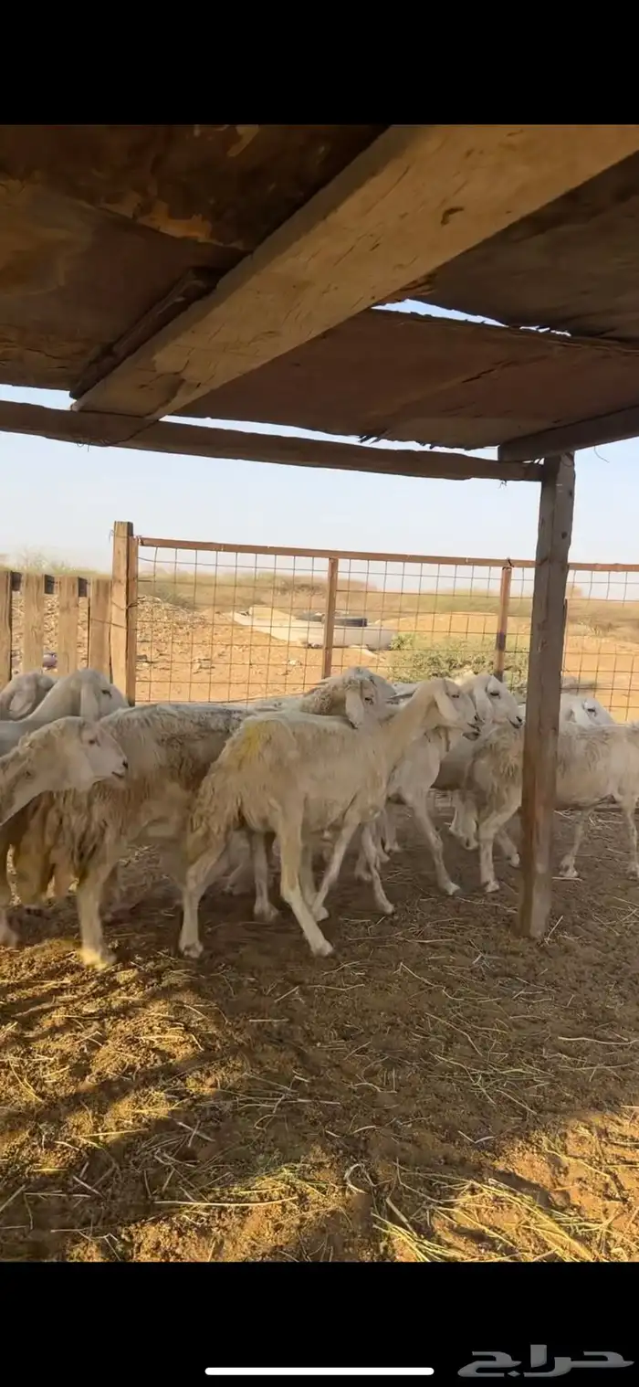 ضان حرش طيبة 2