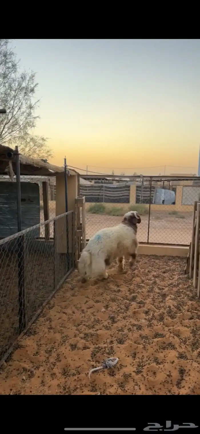 خروف نعيمي فاخر 2