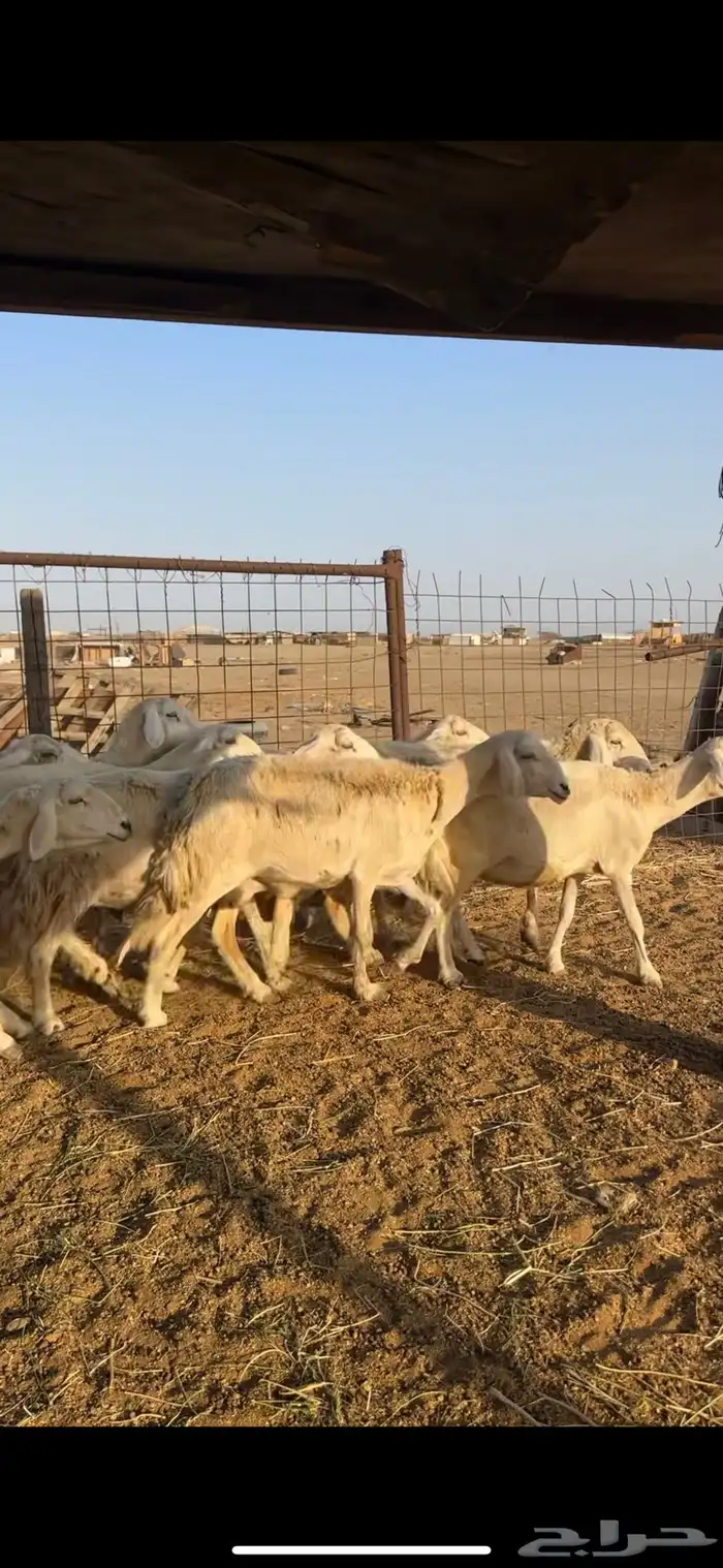ضان حرش طيبة 0