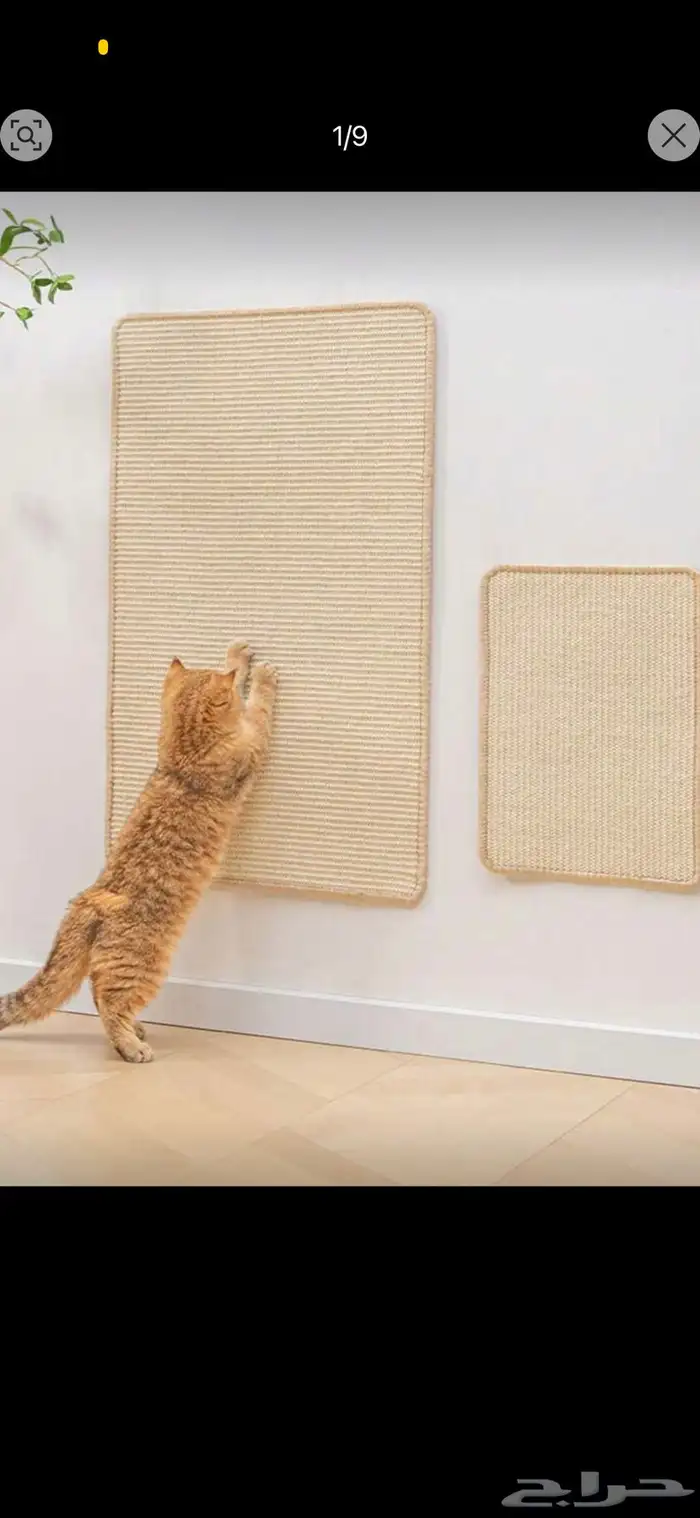 مستلزمات قطط 12