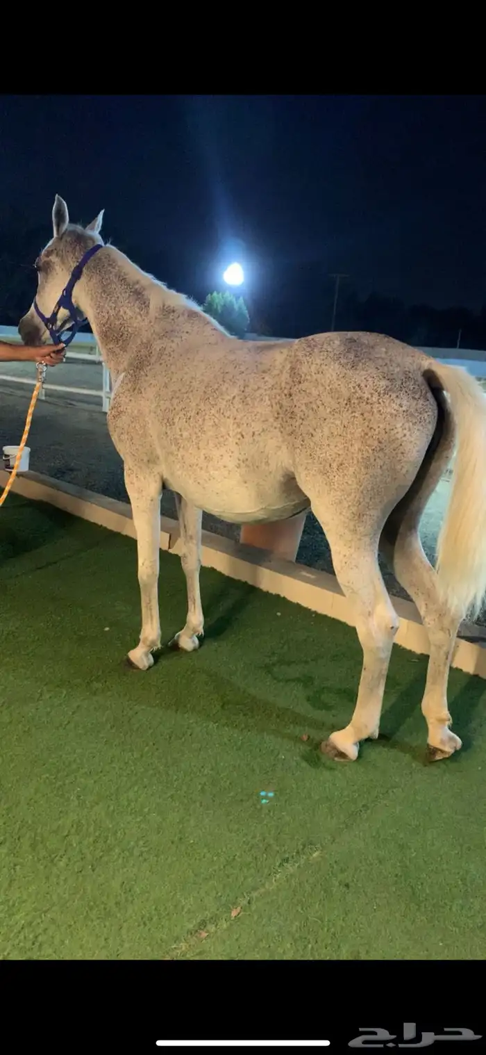 فرس عربيه 3