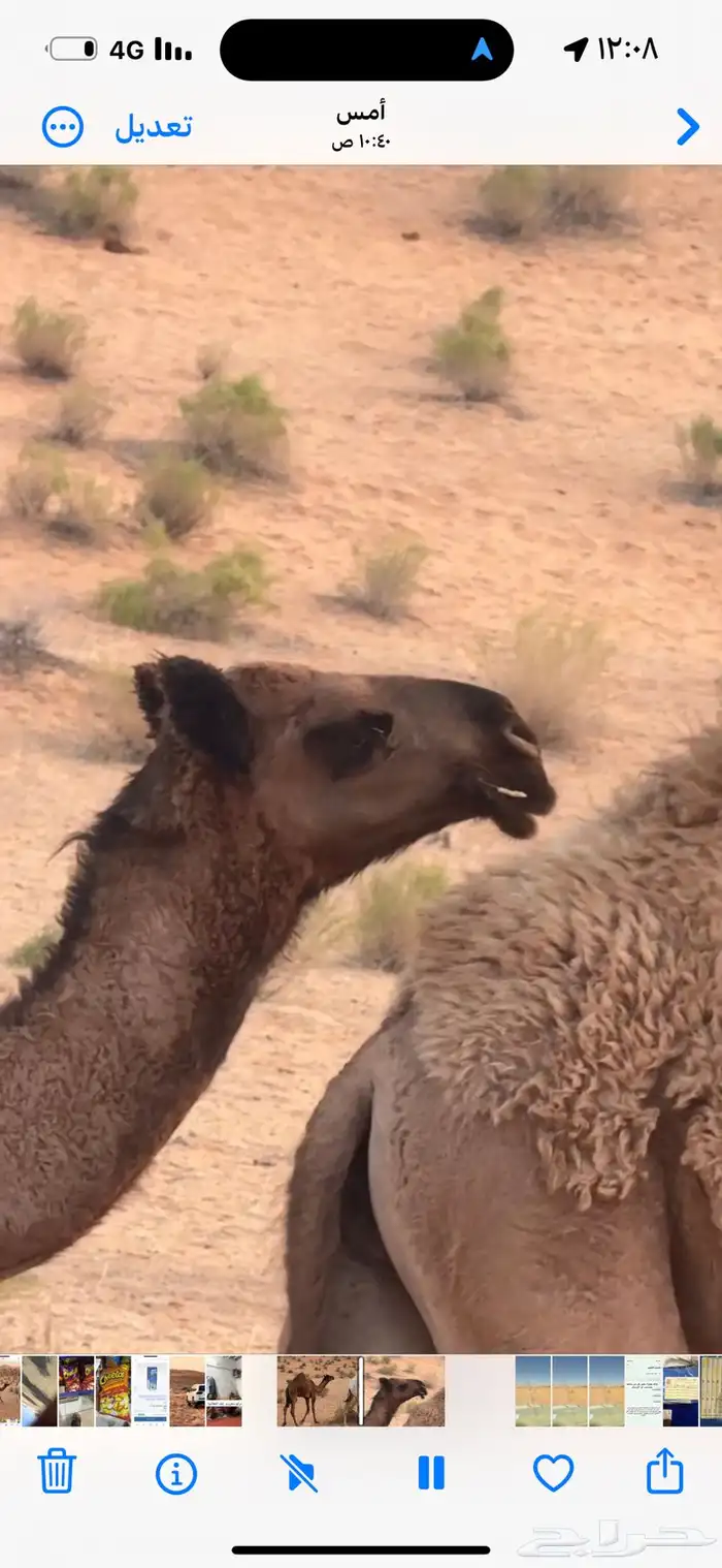 بكره صفراء طيبه للبيع 3