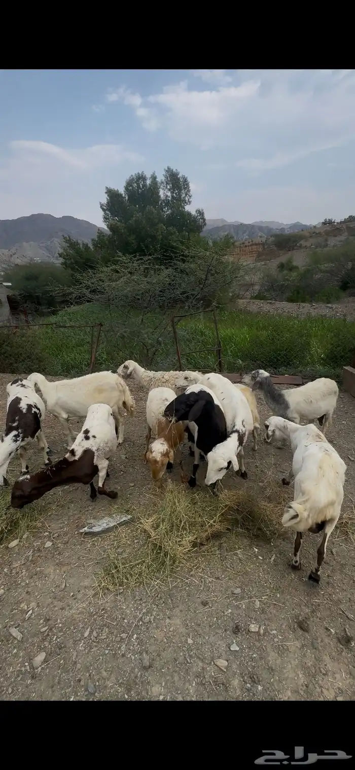 ضان مقاني 1