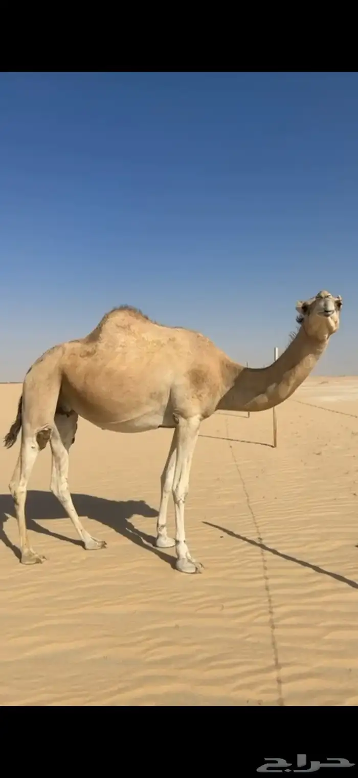 ناقة سودانية لقحه على بعير منتج 0