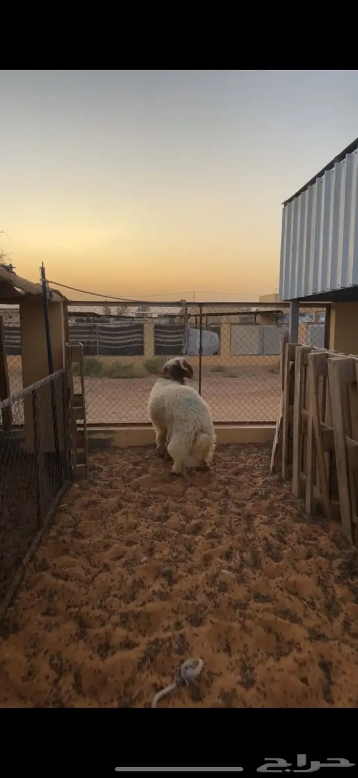 خروف نعيمي فاخر 3