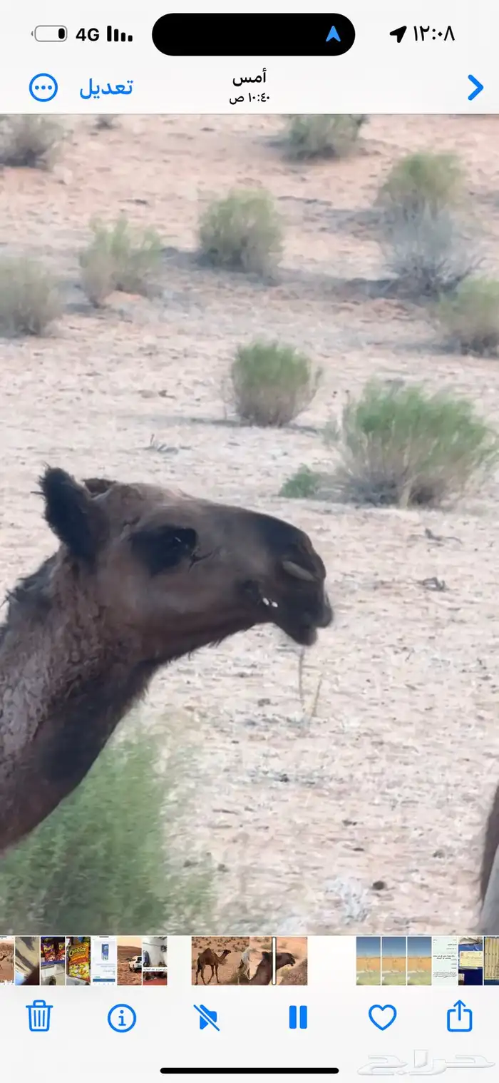بكره صفراء طيبه للبيع 4