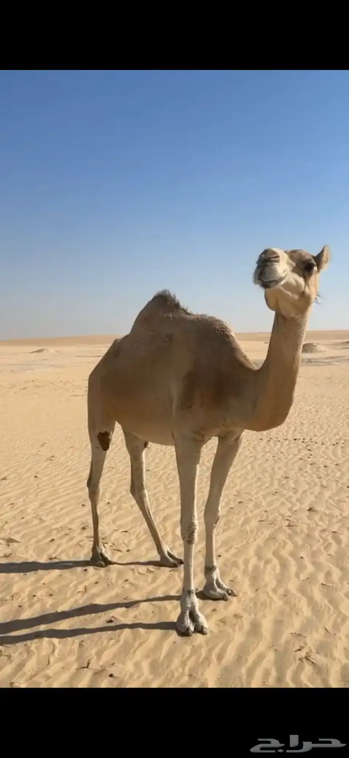 ناقة سودانية لقحه على بعير منتج 1