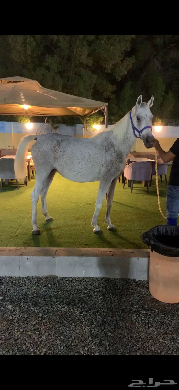 فرس عربيه 0