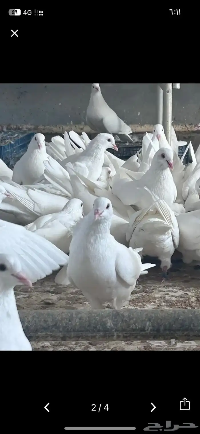 مطلوب حمام فرنسي 0