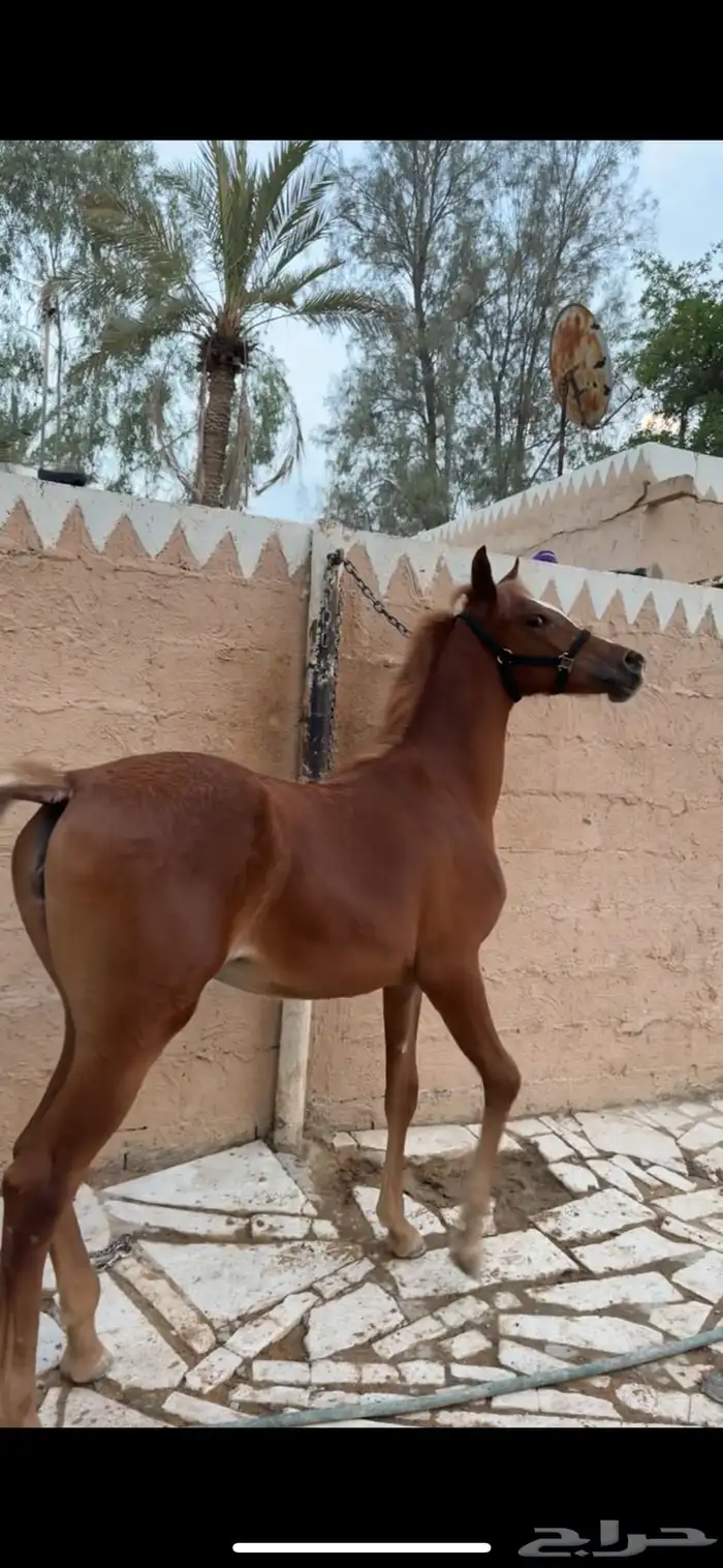 مهره واهو 0