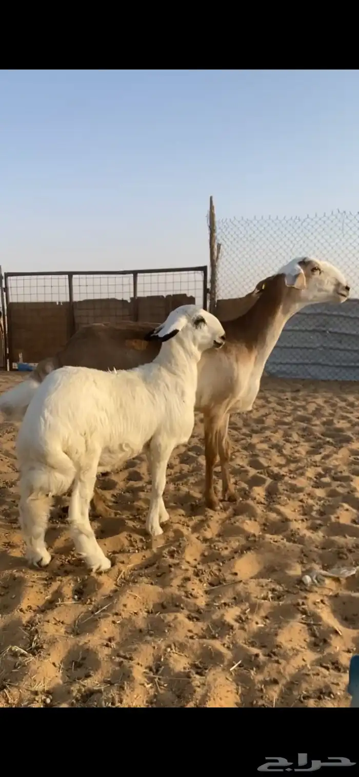 للبيع ساكنيه متبع بطلي 0