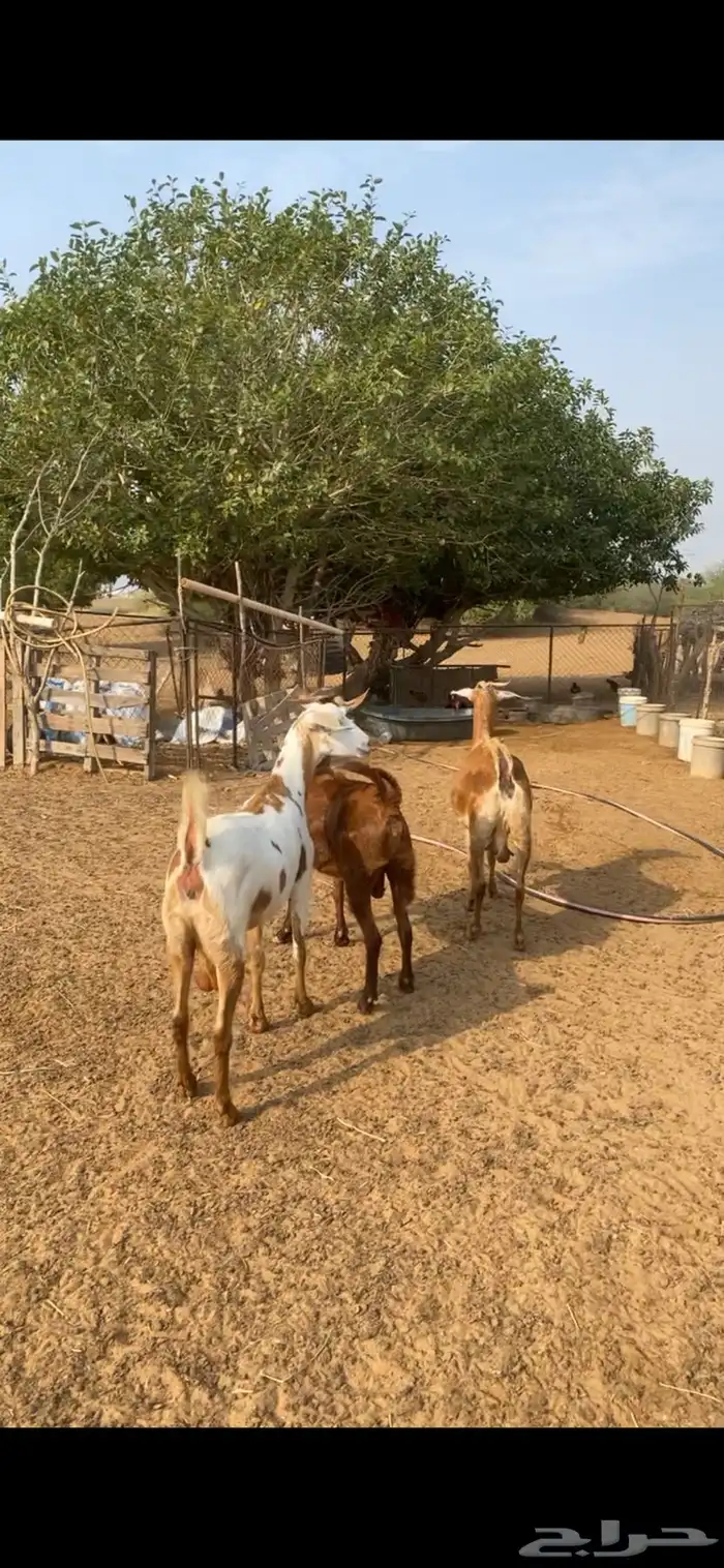 ماعز فواخر دفع 0