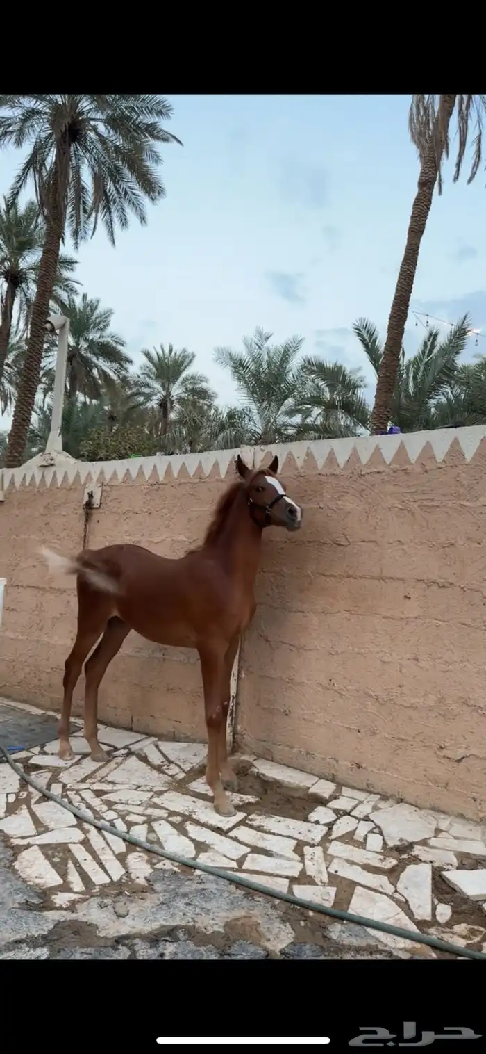 مهره واهو 1