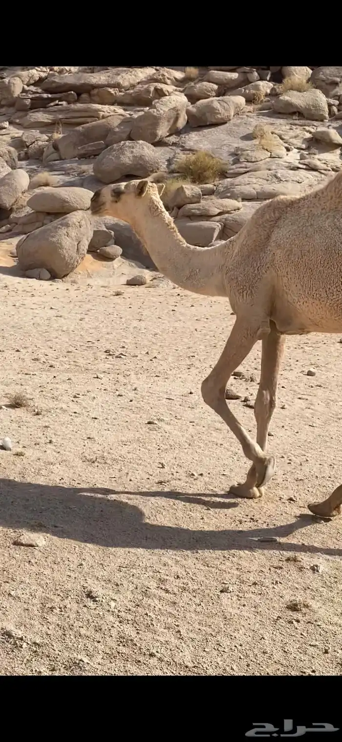 بكره شقحا 0