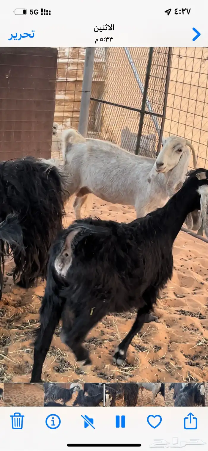معزاء للبيع 4
