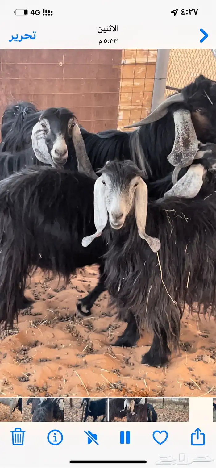 معزاء للبيع 3