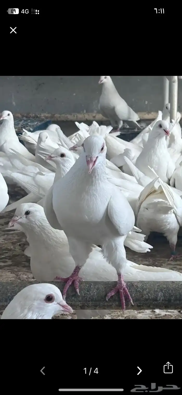 مطلوب حمام فرنسي 1