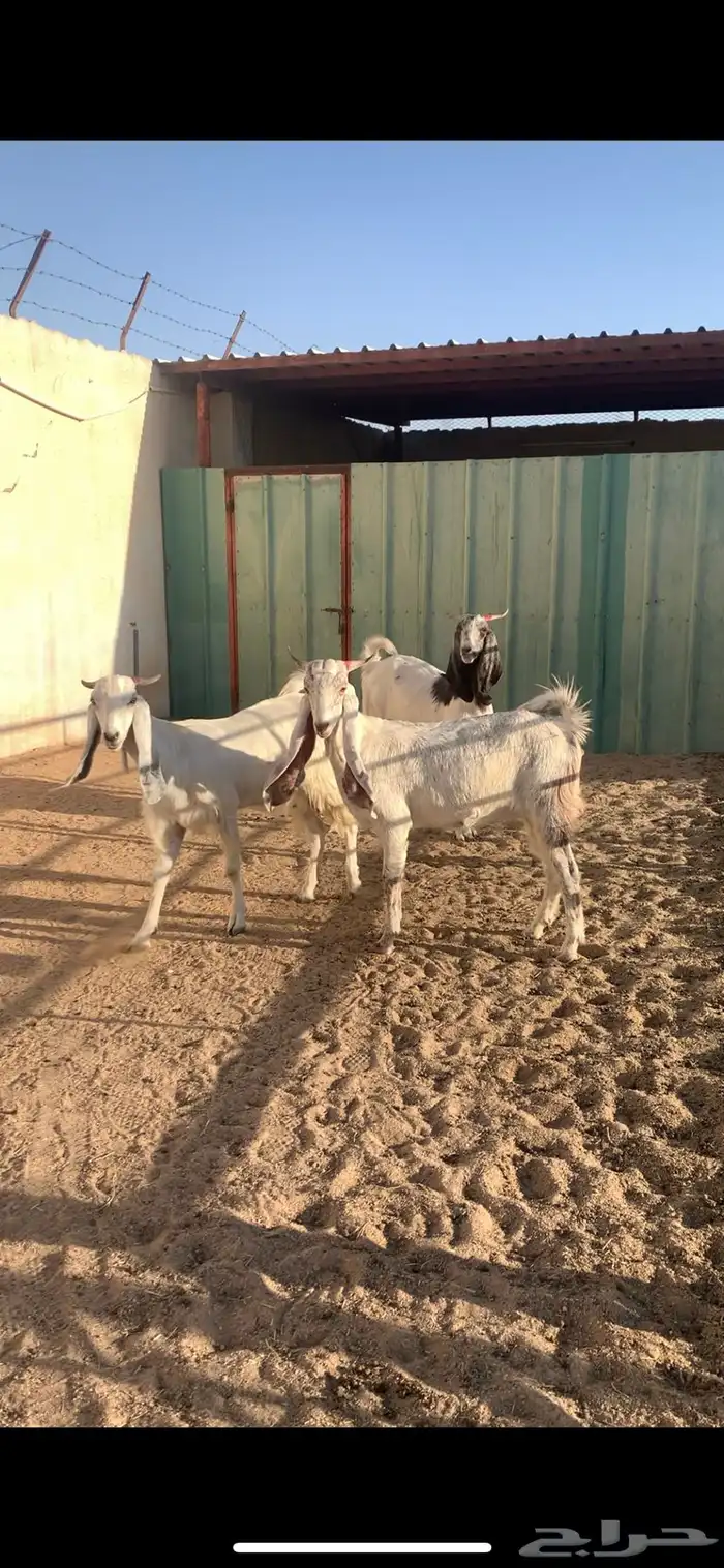 معزا مشاريك مضاريع ( تم البيع ) 0