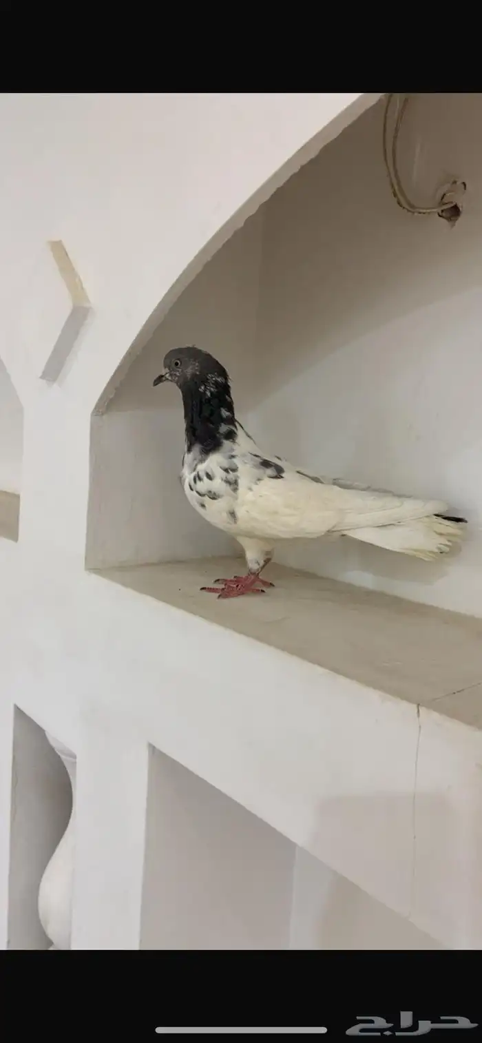 شرط زوج اذكر القلابي والأنثي بعد تقلب 0