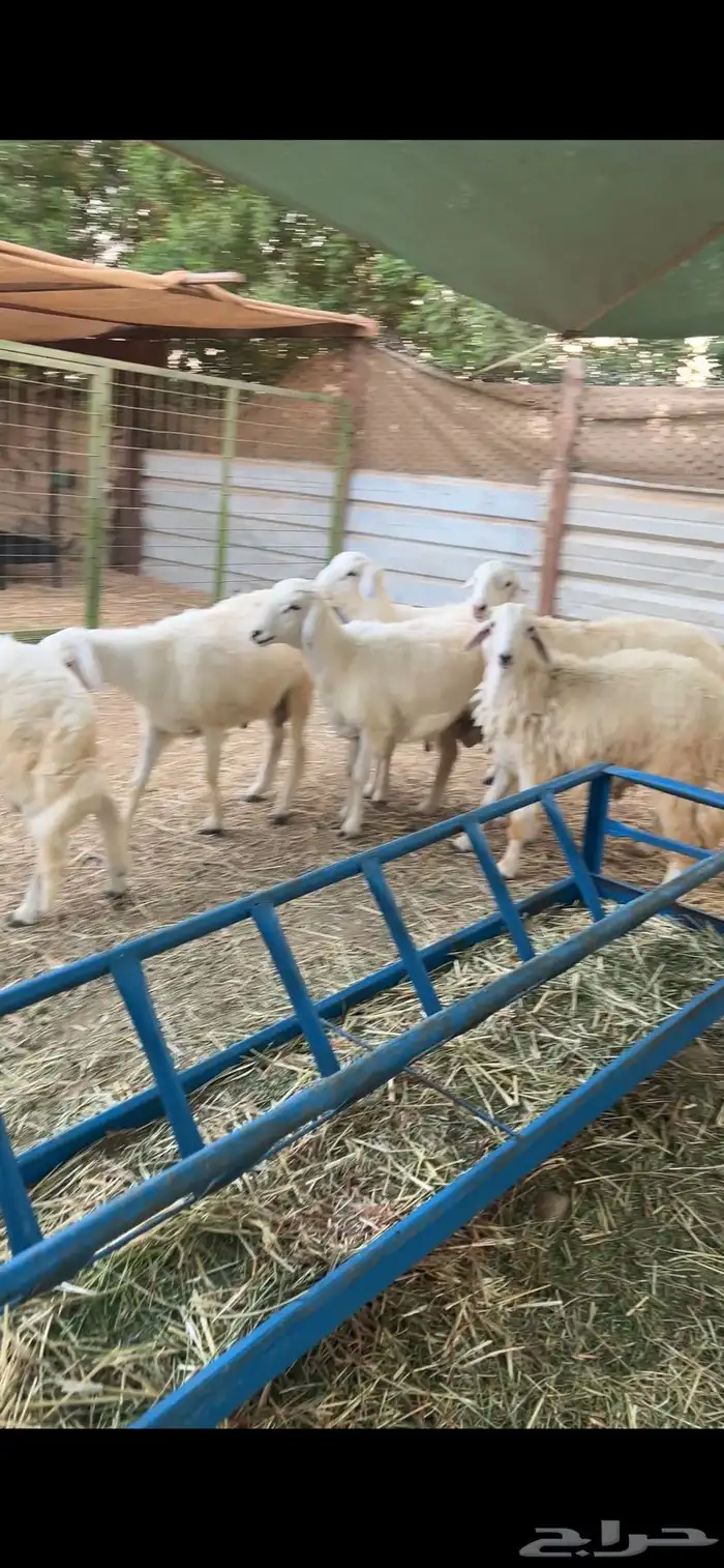 طليان حريه 2