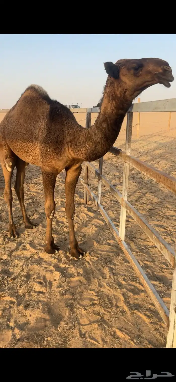 قعود دبياني 0