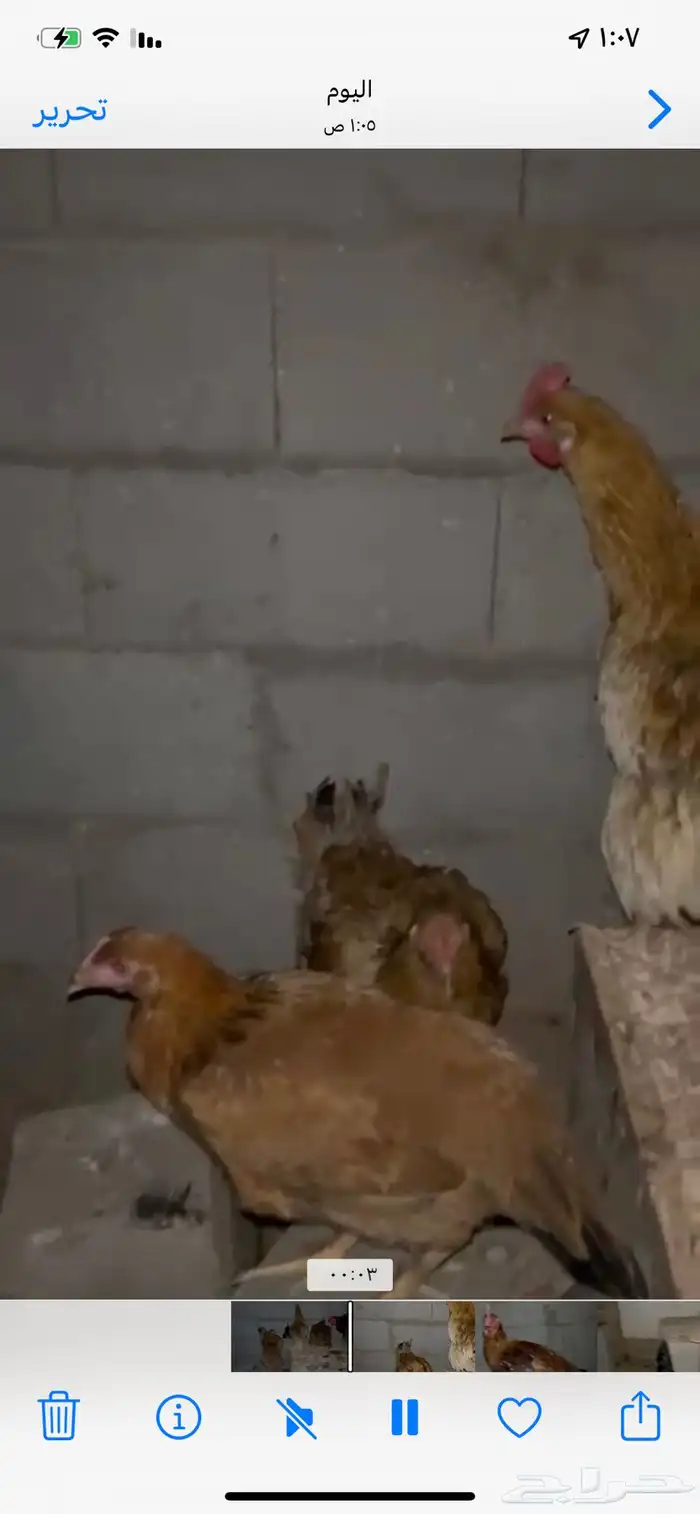 للبيع دجاج تركي بيض شرططط ونتج عندي 5