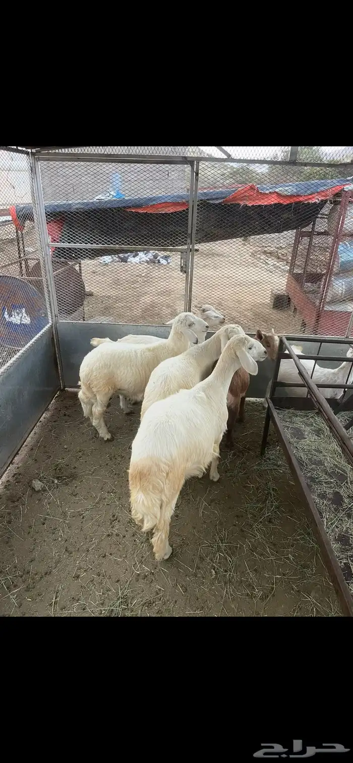 خرفان ورخال ( تم البيع) 3