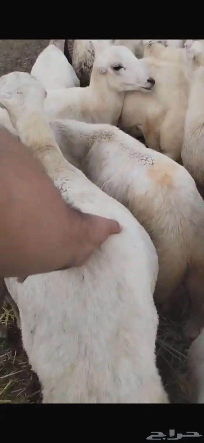 كباش رفيدي سمان 1