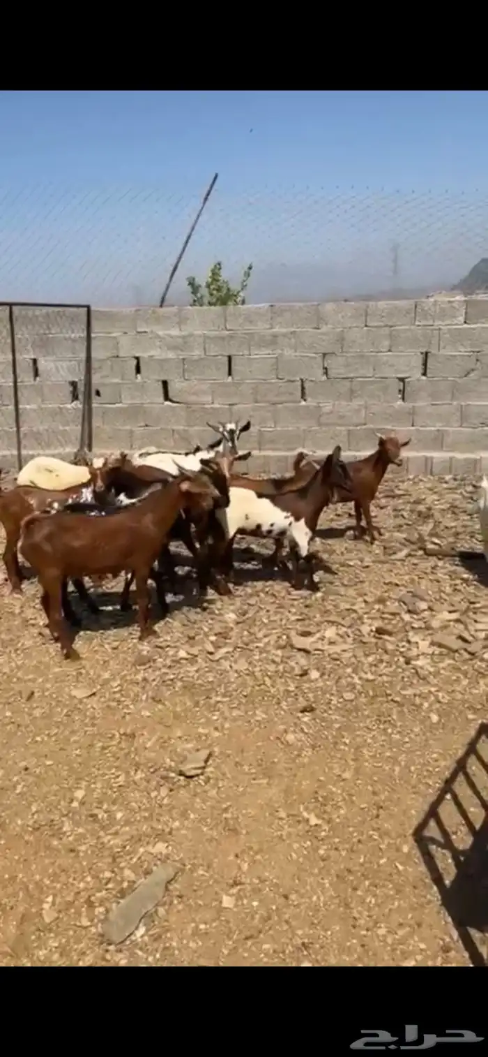تيوس وعنقان محايل عسير 0