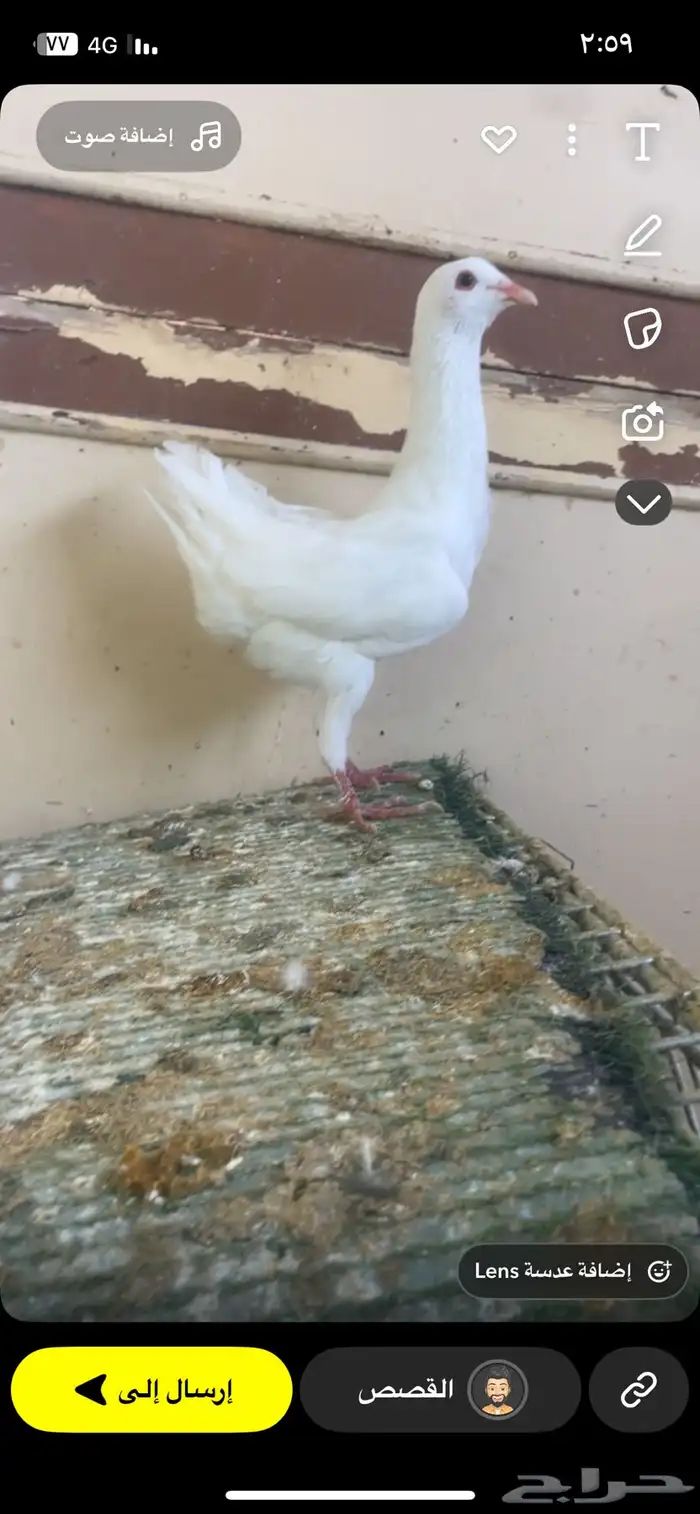 حمام مالتيز 1