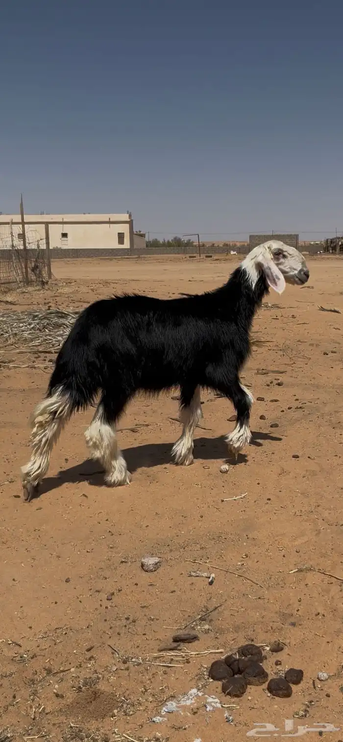 3 رخال فاخرات 2