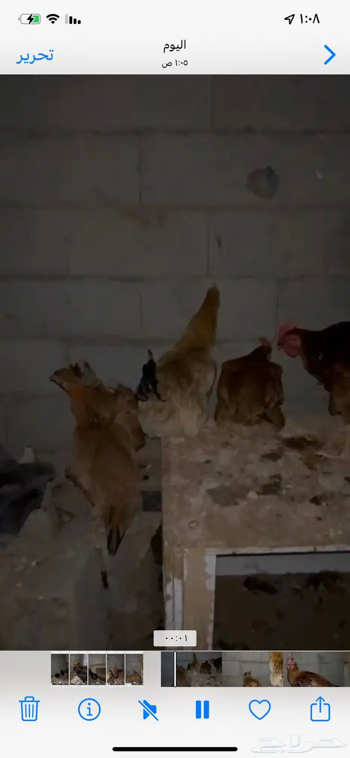 للبيع دجاج تركي بيض شرططط ونتج عندي 0