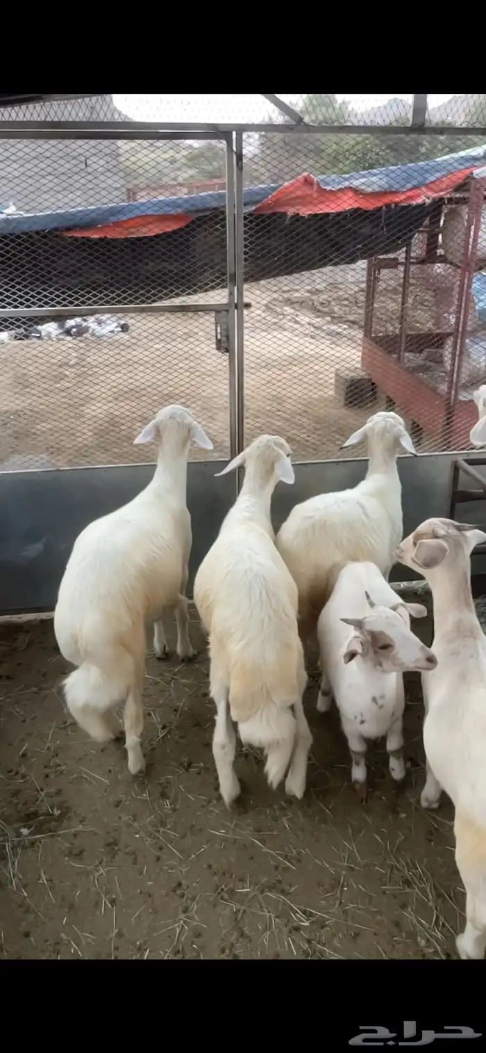 خرفان ورخال ( تم البيع) 5