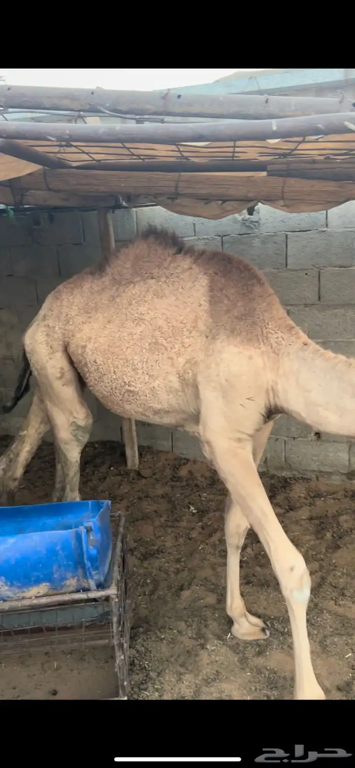 قعود وبكره 2
