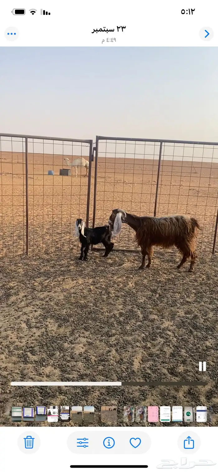 عنز تحتها عناق 1