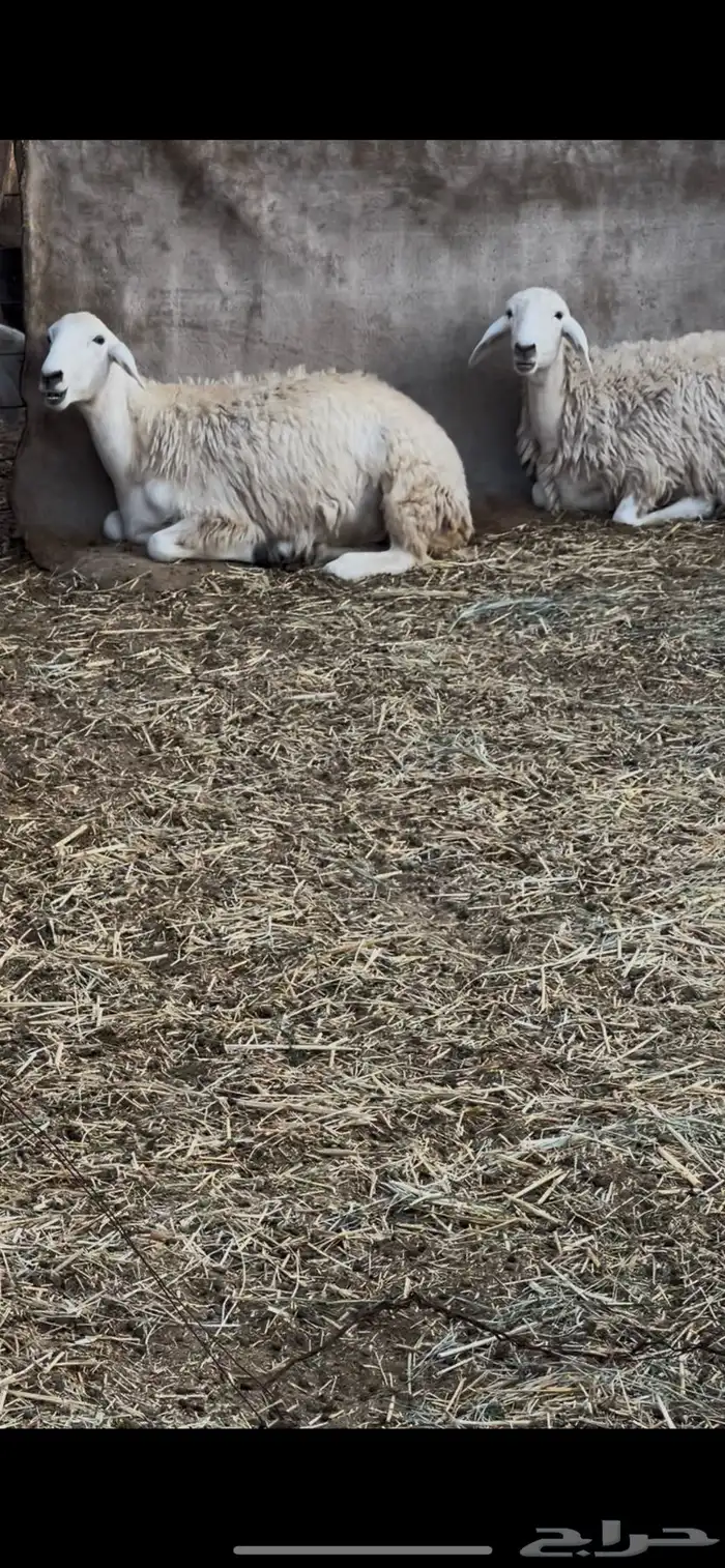رخال طيبات بالخيل 0