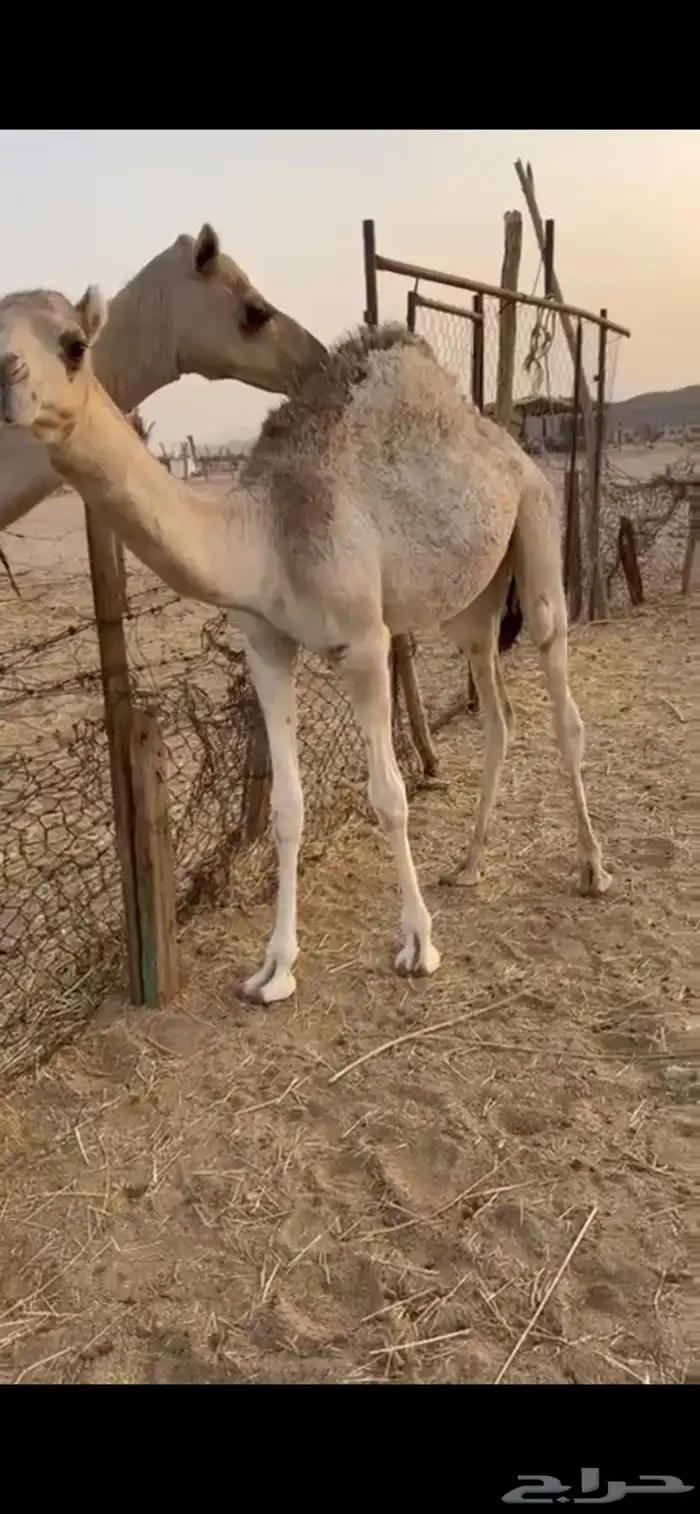 قعود لباني على الحليب 0
