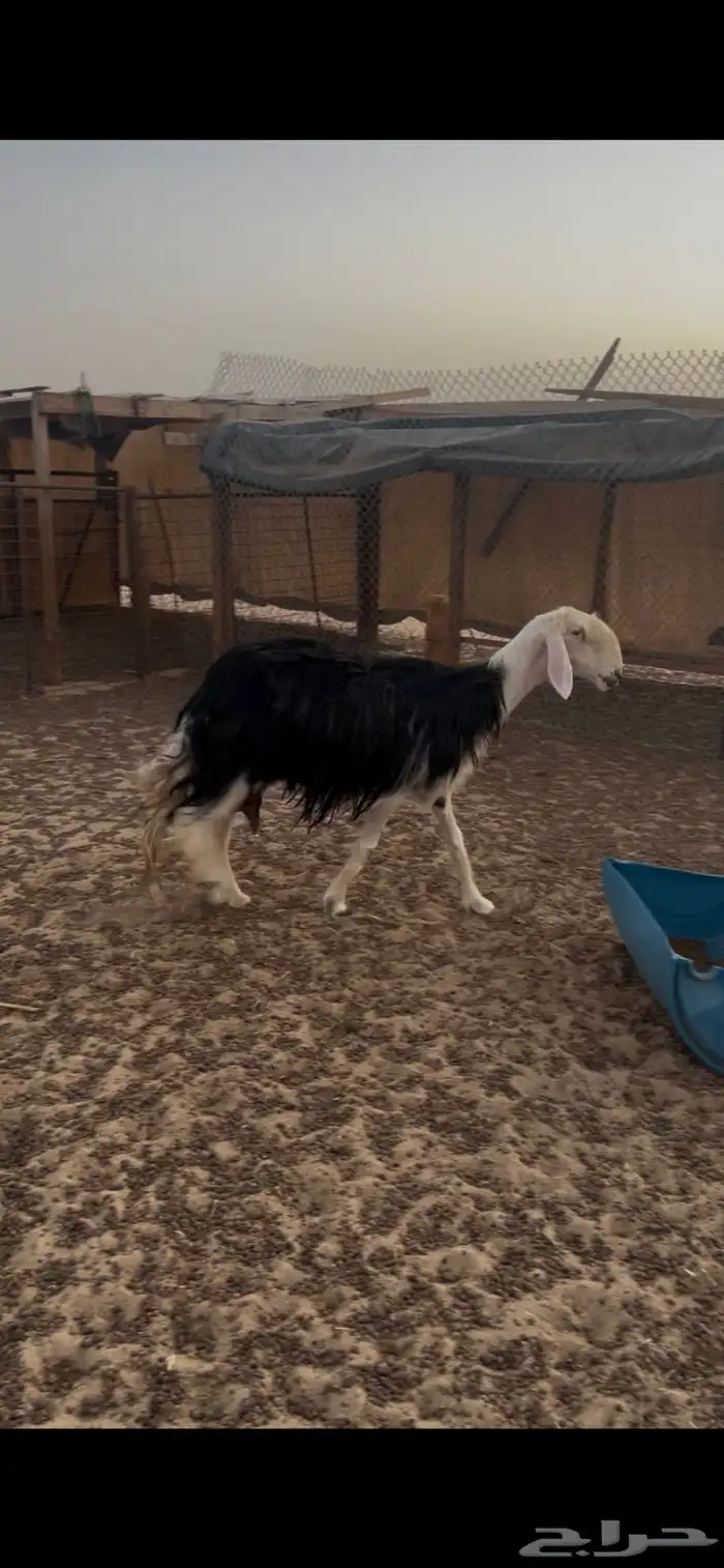نجديه صنف متاوم 5