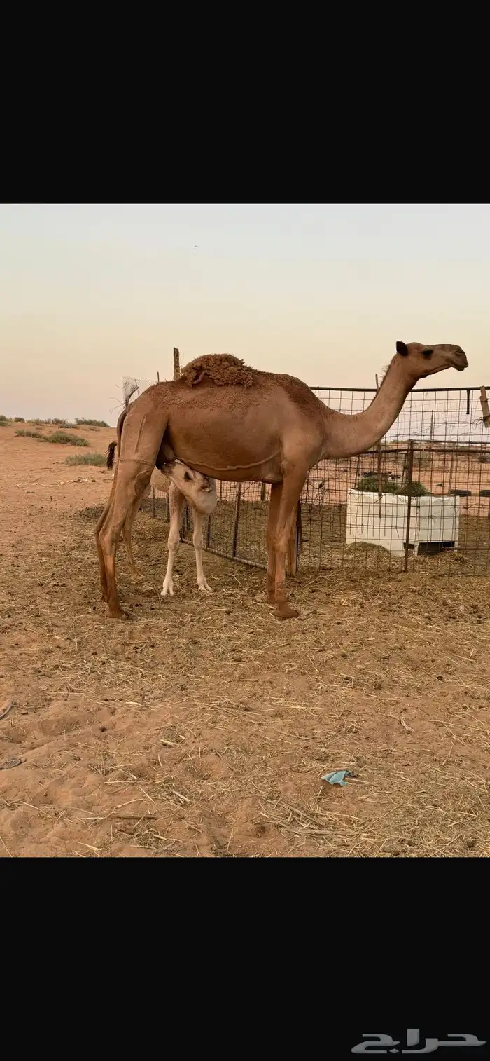 عشراء 1
