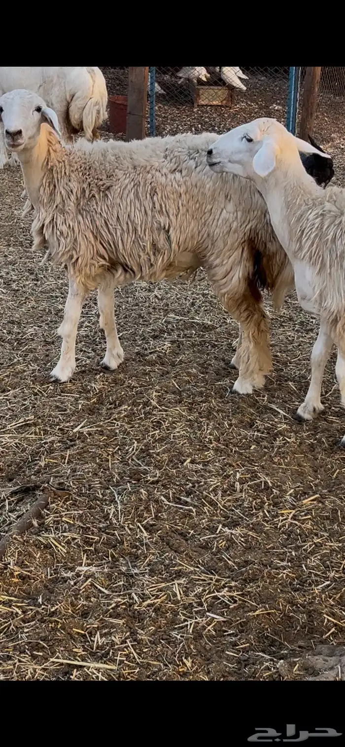 رخال طيبات بالخيل 1