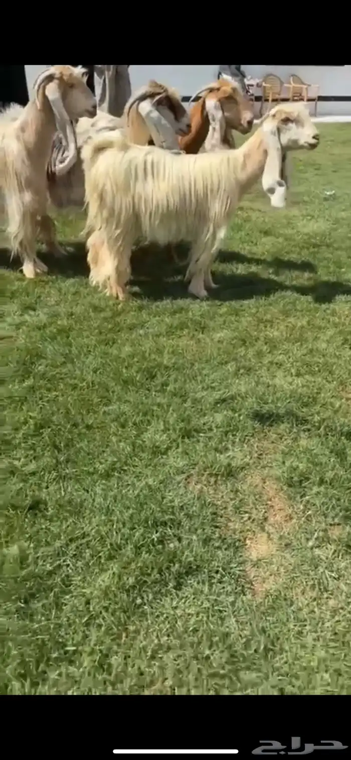 البيع معزا عوارض صفر خصم الخصم 1
