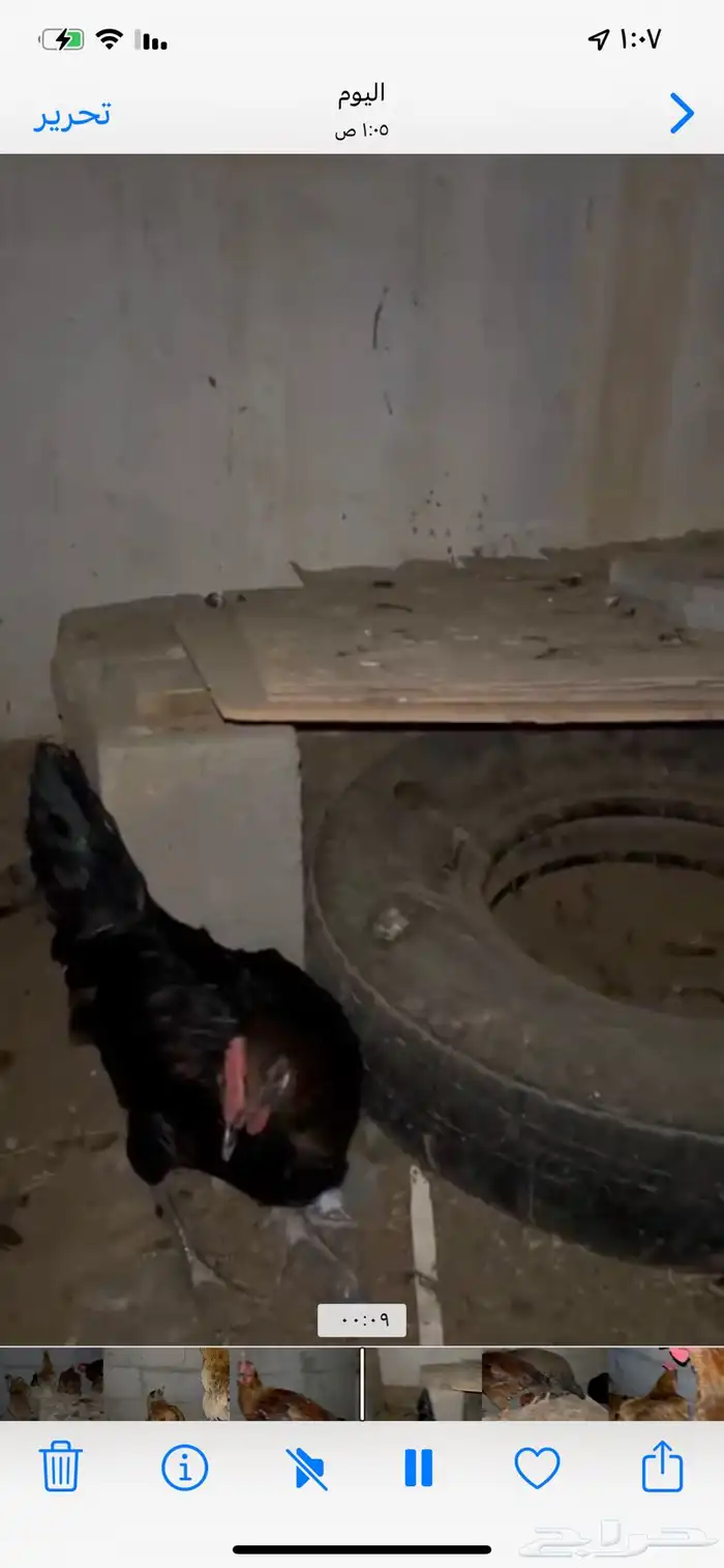 للبيع دجاج تركي بيض شرططط ونتج عندي 4