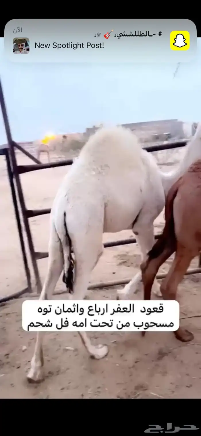 قعود باقي منه ربع وثمن 1